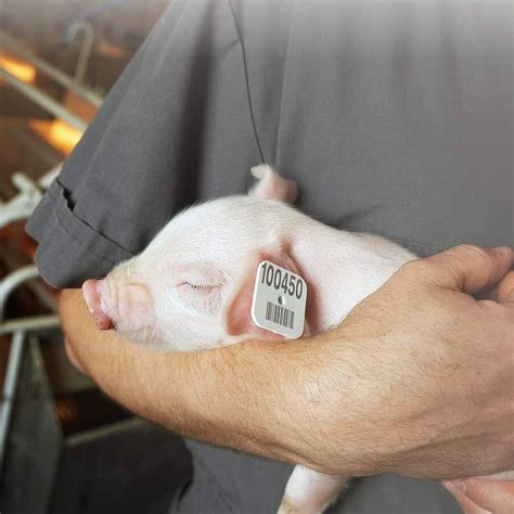 pig rfid ear tags|pig identification tags.